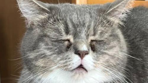 寝ている猫