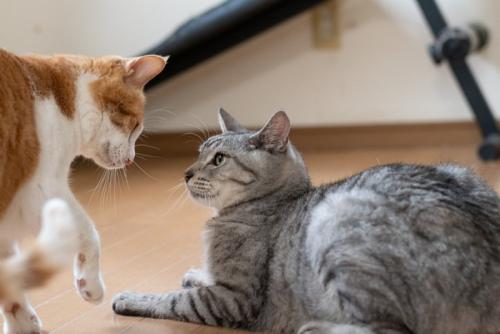 にらみあう2匹の猫