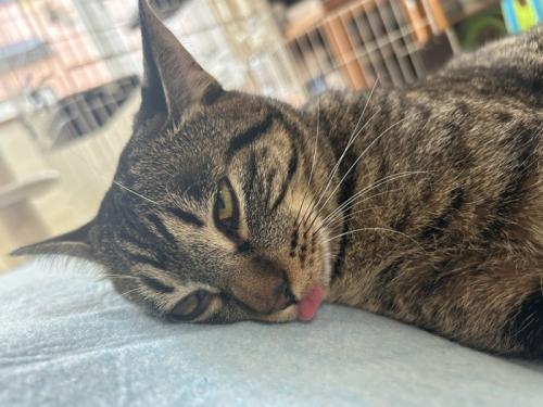 横になって舌を出す猫