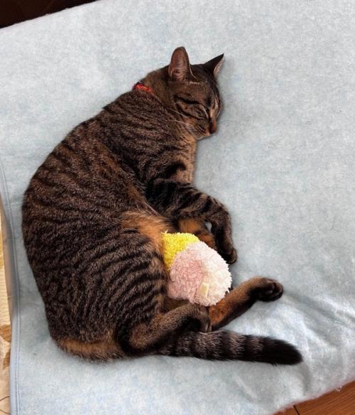 ぬいぐるみと寝る猫