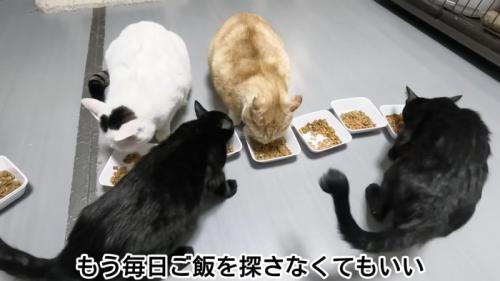 テロップ「もう毎日ご飯を～」