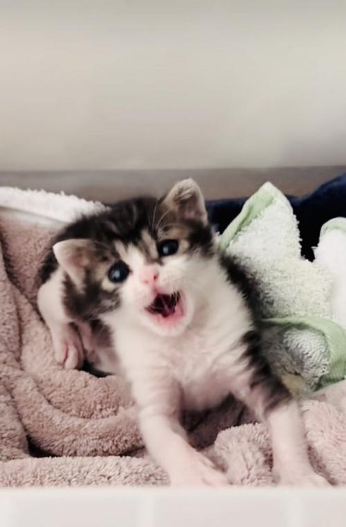 毛布の上であくびをする赤ちゃん猫