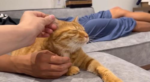 パパとママに撫でられる猫