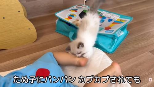 テロップ「たぬ子にパンパン～」