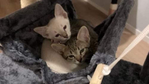 室内にいる猫たち