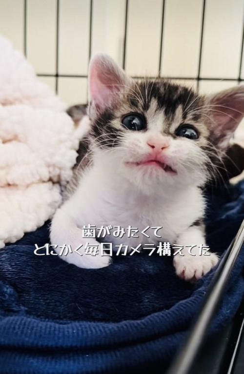 ケージの中で歯を食いしばる赤ちゃん猫