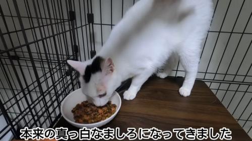 テロップ「本来の真っ白な～」