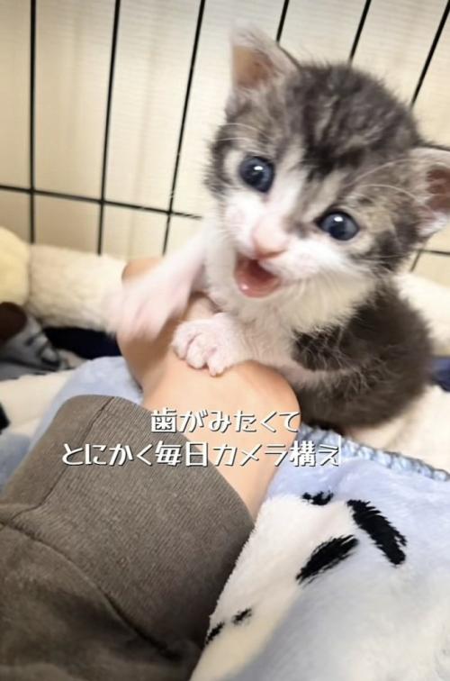 ケージの中で鳴く赤ちゃん猫