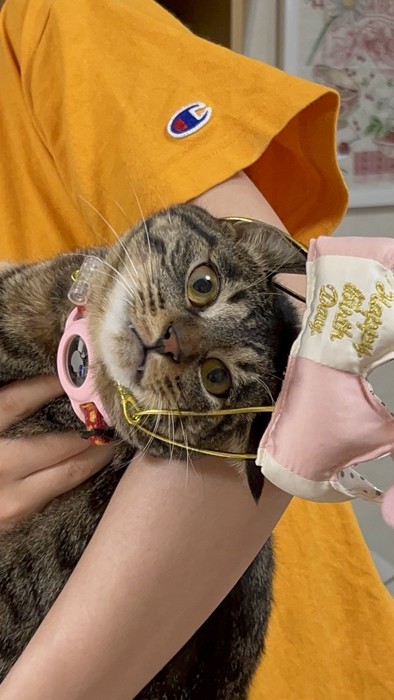 誕生日をお祝いされる猫