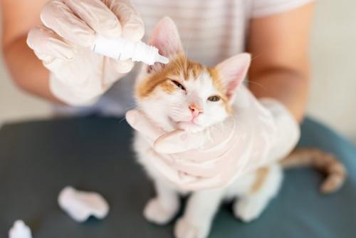 目薬を指されている子猫