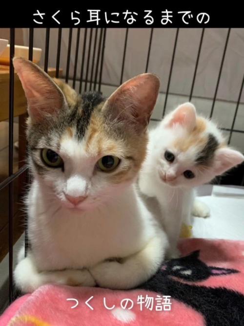 母猫の上に乗る子猫