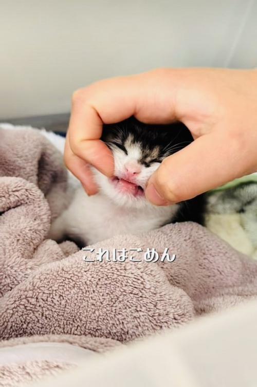 投稿主さんに手で口を開かれる赤ちゃん猫