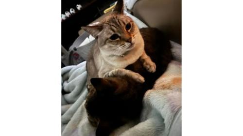 室内にいる猫たち