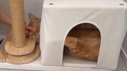 額を撫でられる猫