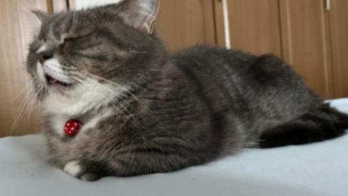 寝ている猫
