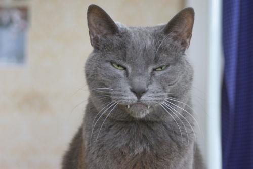 怒り顔の猫
