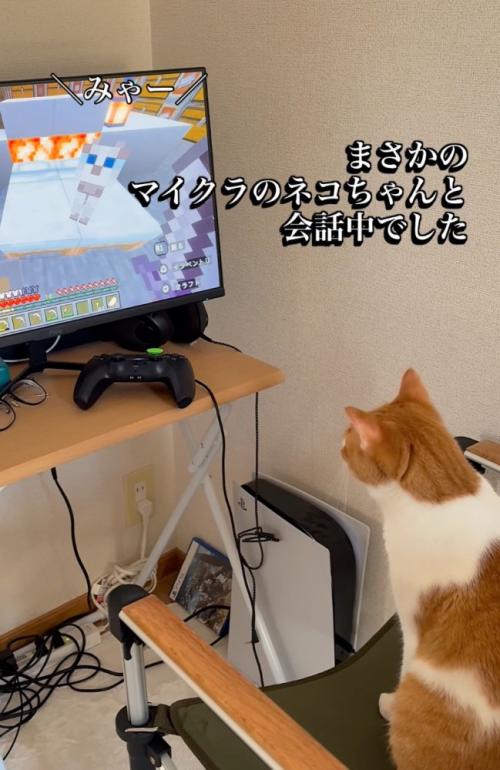 マイクラ猫から返事