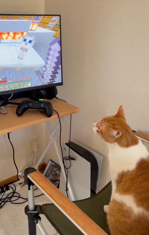 少しよそ見する猫