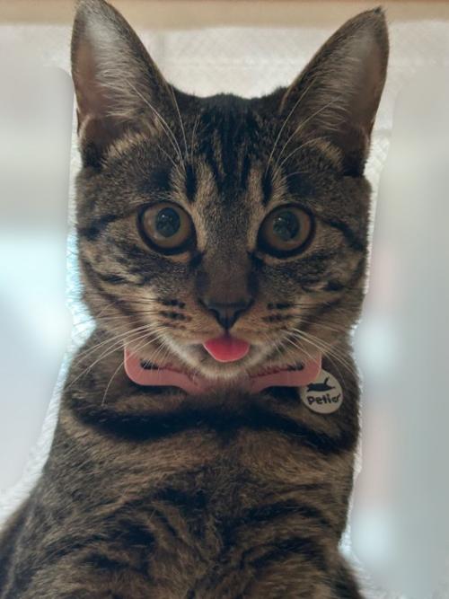 舌が出ている猫