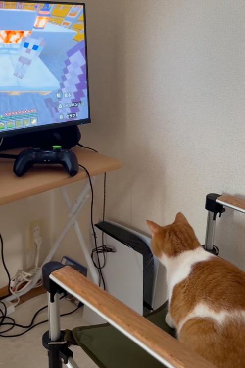 ゲーム本体を見つめる猫
