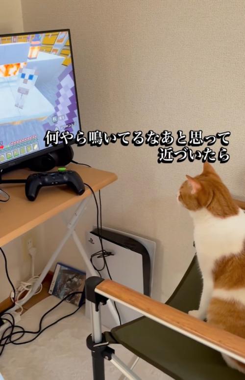 鳴いている猫