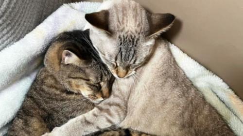 寝ている猫たち