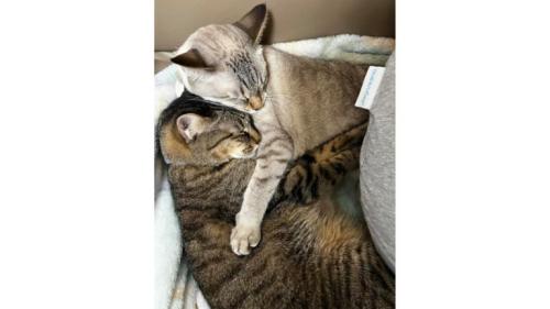 寝ている猫たち