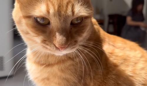 猫の顔のアップ