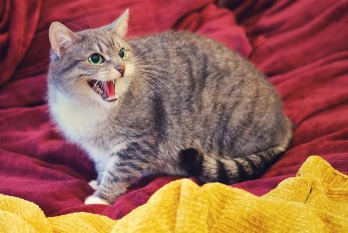 シャーする猫