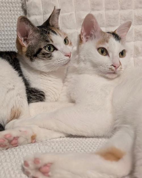 寄り添う2匹の猫