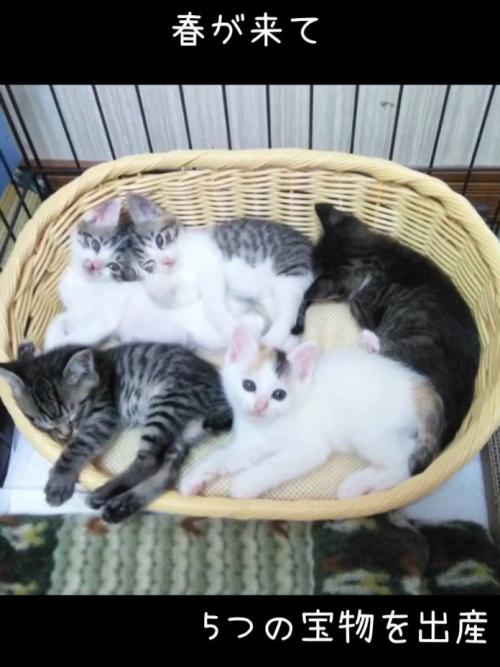 カゴの中にいる子猫たち