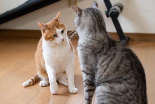 にらみ合う猫