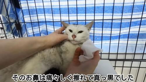 テロップ「そのお鼻は痛々しく～」