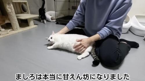 テロップ「ましろは本当に～」