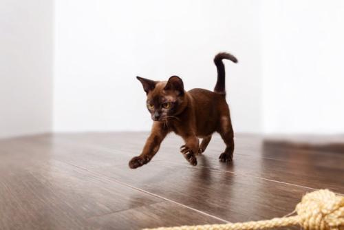 何かを捕まえようとしている子猫