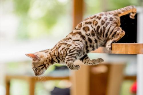 ジャンプする子猫