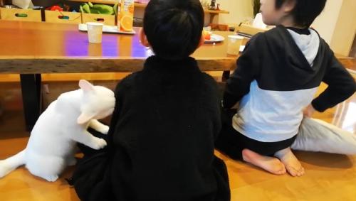 膝に前足を乗せながら