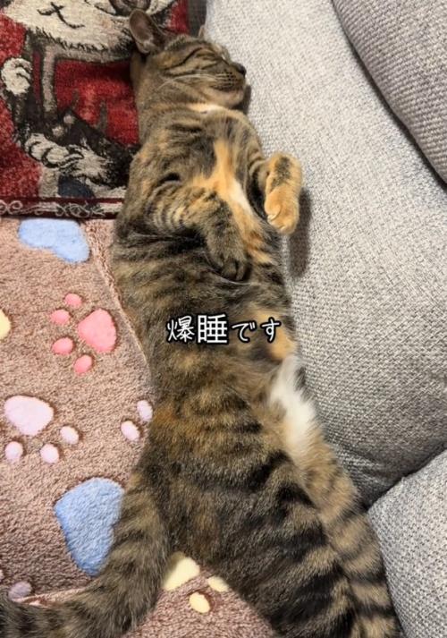 足を伸ばす猫