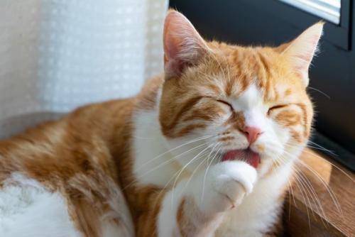 毛づくろいする猫