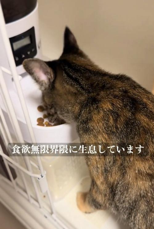 ご飯を食べ続ける猫