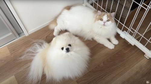 飼い主を見上げる猫と犬
