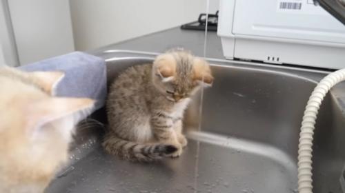 座る子猫