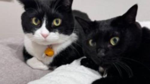 室内にいる猫たち