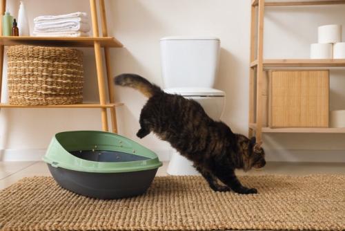 トイレから飛び出る猫