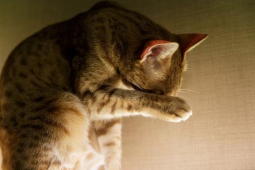 顔まわりを毛づくろいする猫