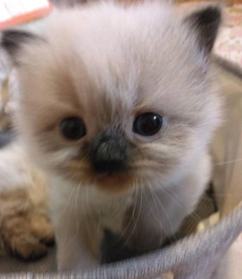 幼い頃の福くん