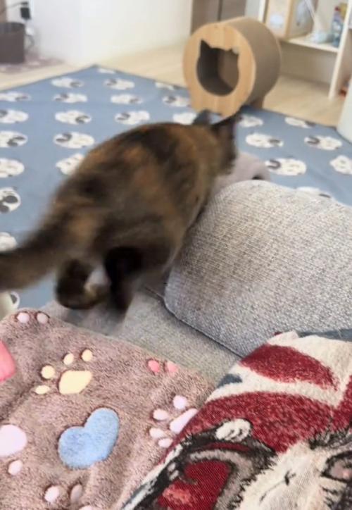 全力ダッシュする猫