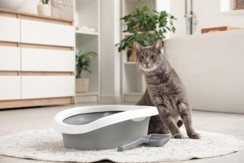 走り出しそうな猫