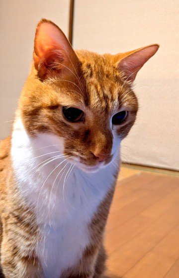 絶望する猫