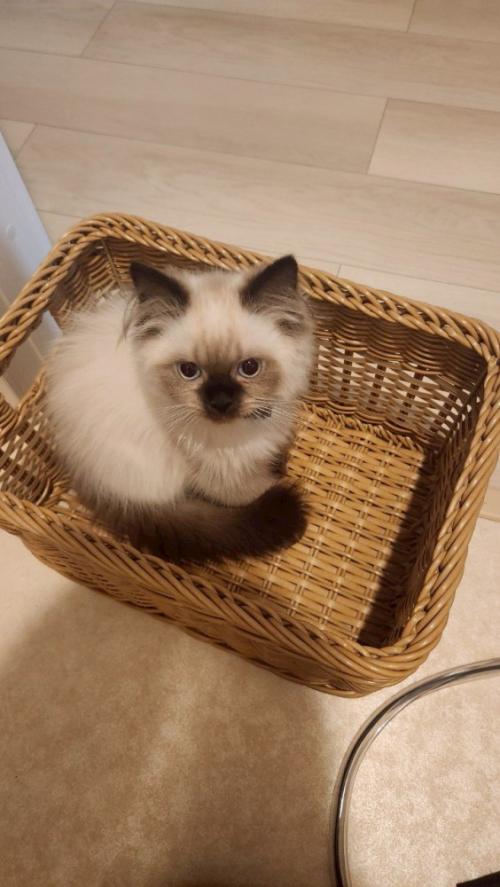 バスケットに入っている福くん